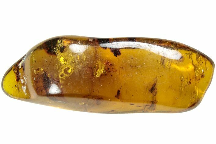 Polished Chiapas Amber ( grams) - Mexico #237450